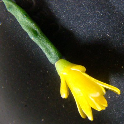 Drunkard's Dream - Hatiora salicornioides