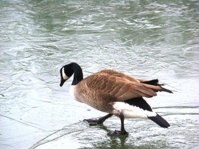 Walking on Water
