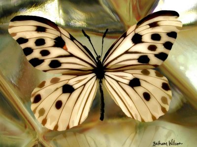 butterfly2.jpg