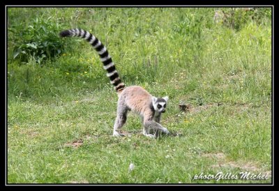 lemur01.jpg
