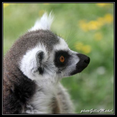 lemur05.jpg