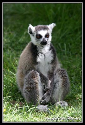 lemur07.jpg