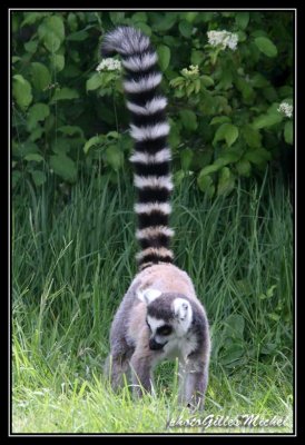 lemur09.jpg
