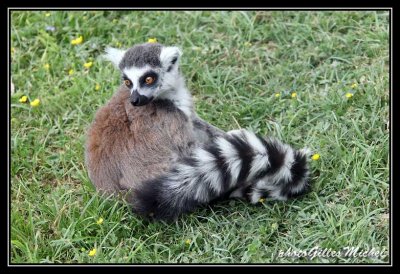 lemur10.jpg