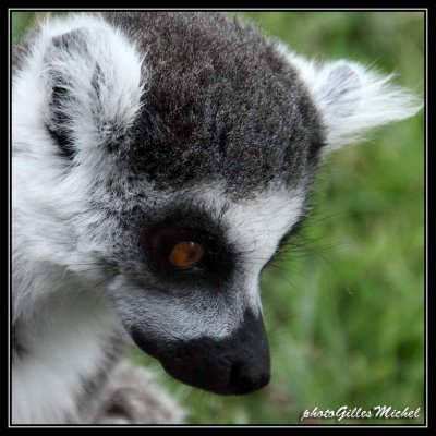 lemur12.jpg