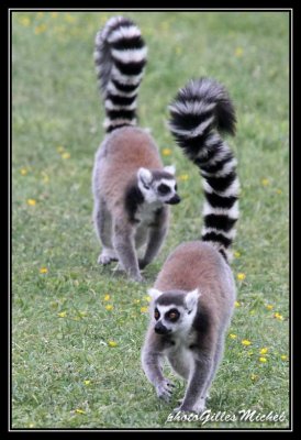 lemur21.jpg