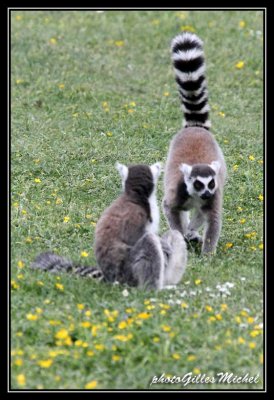 lemur24.jpg