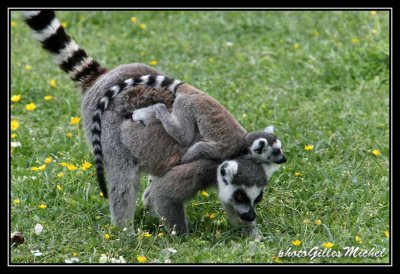 lemur41.jpg