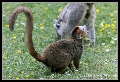 lemur43.jpg