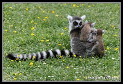 lemur55.jpg