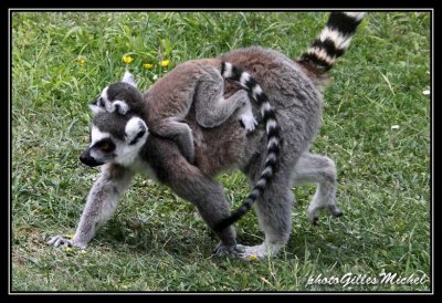 lemur67.jpg