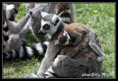 lemur70.jpg