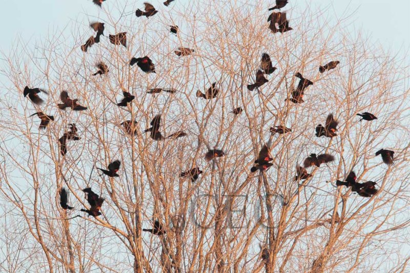 Red-wing Blackbirds swarm before breeding season  AE2D0605b copy.jpg
