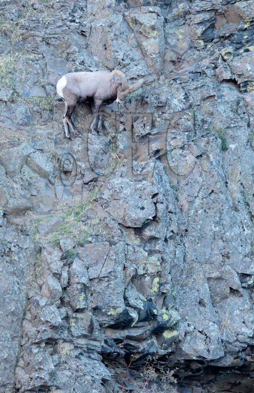 Ram searching for path to ewes  AEZ50184 copy.jpg