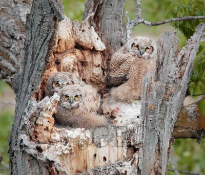 Young Owls in Nest  AE2D6837 copy.jpg