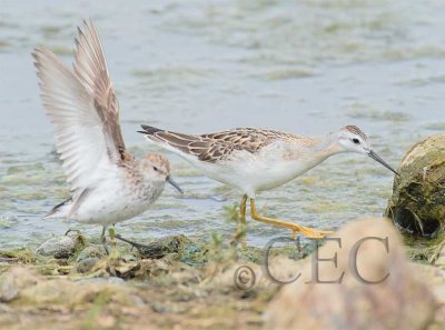 Western Sandpiper (breeding plumage) with phalarope  4Z036903 copy.jpg