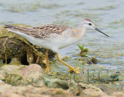 Wilson's Phalarope (transitioning to winter plumage), Moses Lake 4Z036904 copy.jpg