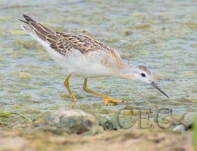 Wilson's Phalarope (transitioning to winter plumage), Moses Lake 4Z036910 copy.jpg