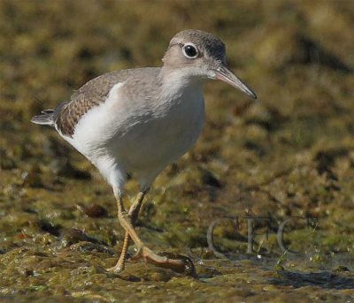 Spotted Sandpiper, winter plumage   4Z037951 copy.jpg