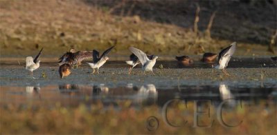 Wilson's Phalaropes (transitioning to winter plumage), Moses Lake 4Z038095 copy.jpg