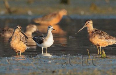 Wilson's Phalarope (transitioning to winter plumage with dowitchers, Moses Lake 4Z038139 copy.jpg