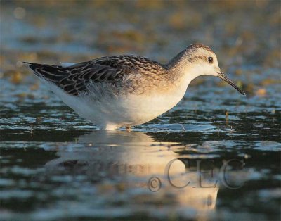 Wilson's Phalarope (transitioning to winter plumage), Moses Lake 4Z038177 copy.jpg
