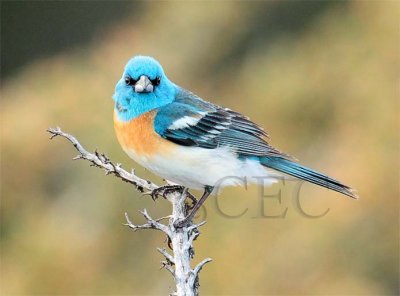 Male Lazuli Bunting AEZ11704 copy.jpg
