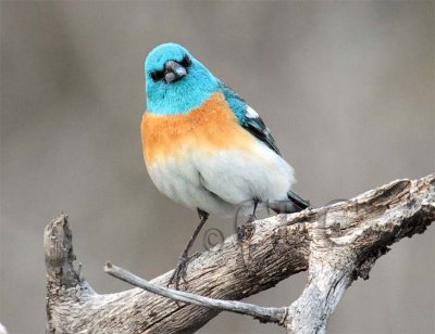 Male Lazuli Bunting AEZ11729 copy.jpg