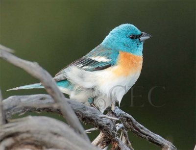 Male Lazuli Bunting AEZ11739 copy.jpg