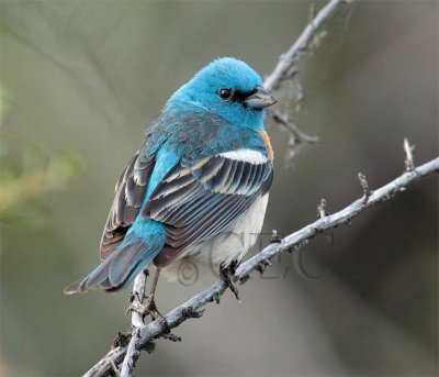 Male Lazuli Bunting  AEZ11788 copy.jpg