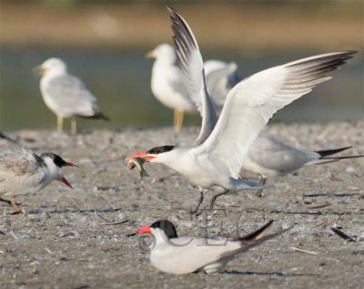 Caspian Terns,  Juvenile begs for fish   4Z038364 copy.jpg