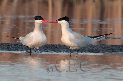 Caspian Terns, mating pair, Grant county WA  AE2D5524 copy.jpg