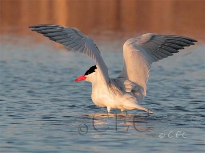 Caspian Tern, Grant county WA   AE2D5541 copy.jpg