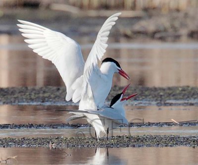 Caspian Terns copulating, Grant county WA  AE2D5597 copy.jpg