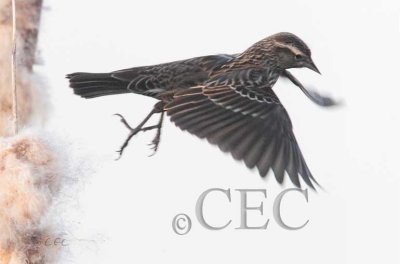 Red-wing Blackbird, female  AE2D1358b copy.jpg