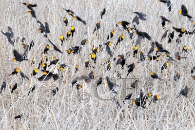 Yellow-headed Blackbirds swarm before breeding season, mostly males  AE2D1921b copy.jpg