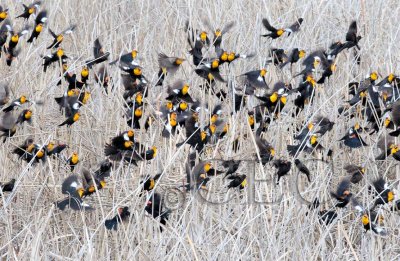 Yellow-headed Blackbirds swarm before breeding season, (with a few Red-wing Blackbirds and females)  AE2D1929b copy.jpg