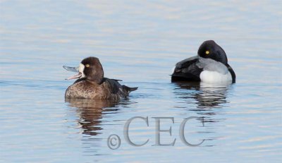 Lesser Scaup, male and female 4Z0263891005.jpg