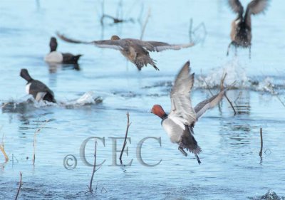 Redheads, and ring-necked ducks   4Z0273441005 crop copy.jpg