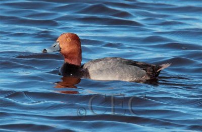 Redhead, male AEZ10333b copy.jpg