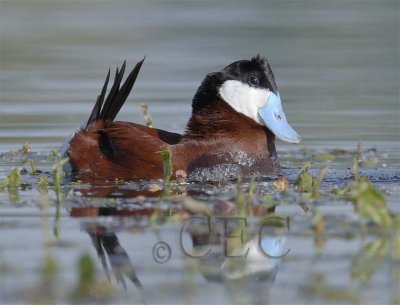 Ruddy Duck, male, releasing trapped air in case it decides to dive  WT4P7795 copy.jpg