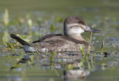 Ruddy Duck, female WT4P7806 copy.jpg