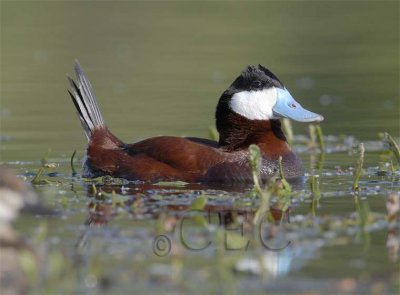 Ruddy Duck, male WT4P7808 copy.jpg