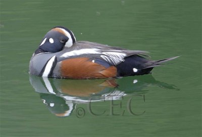 Harlequin Duck, resting in lake east of Omak, typical habitat is river rapids and surf  WT4P8064 copy.jpg