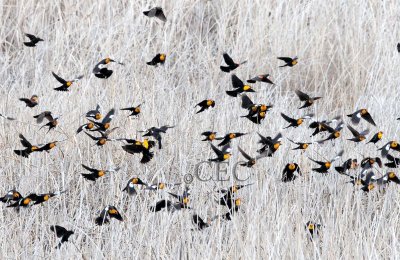 Yellow-headed Blackbirds swarm before breeding season, (with a few Red-wing Blackbirds and females)  AE2D1946 copy - Copy.jpg