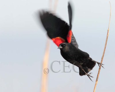 Red-wing Blackbird  male  AE2D2261 copy - Copy.jpg