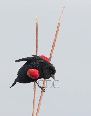 Red-wing Blackbird  male  AE2D2262 copy - Copy.jpg