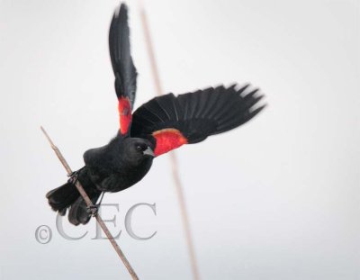Red-wing Blackbird  male  AE2D2278 copy - Copy.jpg