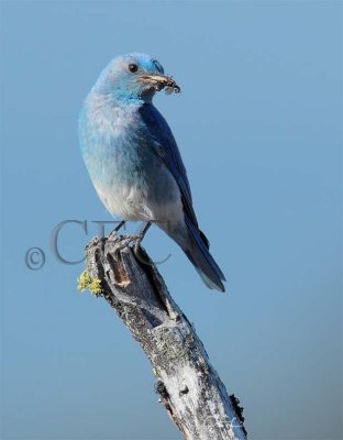 Mountain Bluebird male Bethyl Ridge AEZ17294 copy - Copy.jpg