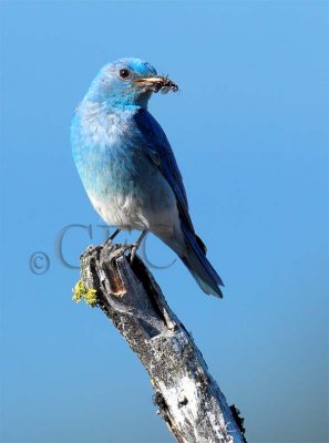 Mountain Bluebird male Bethyl Ridge AEZ17296 - Copy.jpg